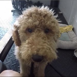 Meet your Posher, Kyle